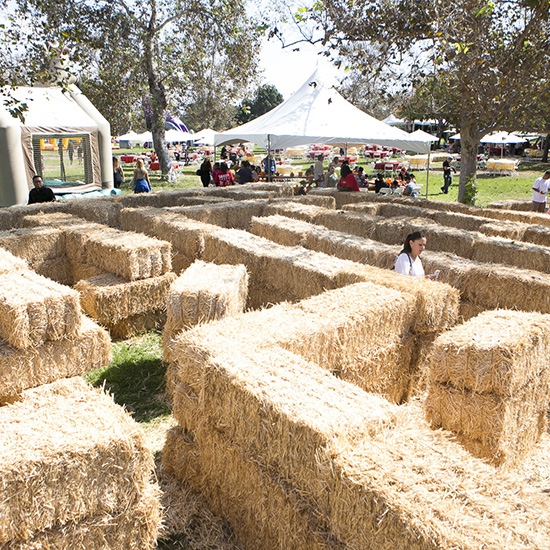 Hay Maze Company Picnic Entertainment at Altamed's Halloween Picnic in Los Angeles