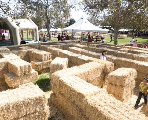Hay Maze at Halloween Themed Picnic for KP