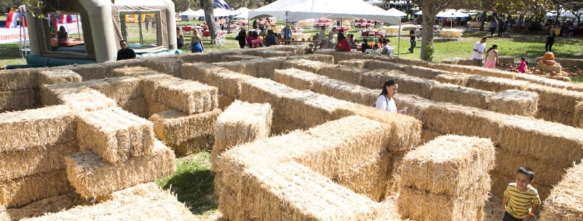 Hay Maze at Halloween Themed Picnic for KP