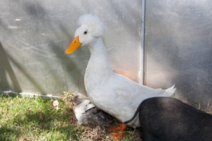 Rodeo-Picnic-2015-Cool-Duck-from-Petting-Zoo-1030x687