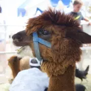 petting zoo