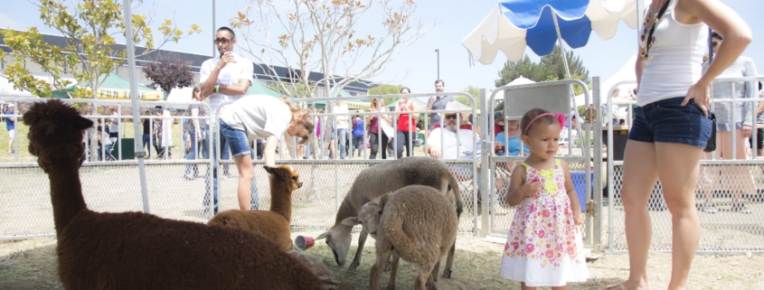 petting zoo with kids petting zoo with kids